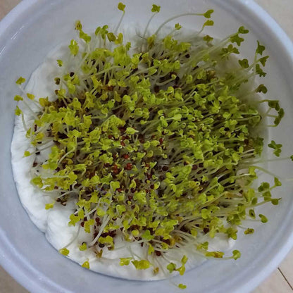 Mustard Microgreens Organic Seeds | Grow Your Own Super Salad