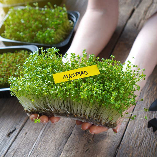 Mustard Microgreens Organic Seeds | Grow Your Own Super Salad