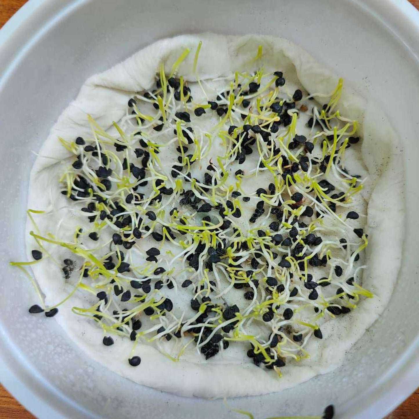Onion Microgreens Organic Seeds | Non-GMO | Grow Your Own Super Salad