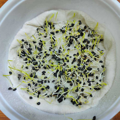 Onion Microgreens Organic Seeds | Non-GMO | Grow Your Own Super Salad
