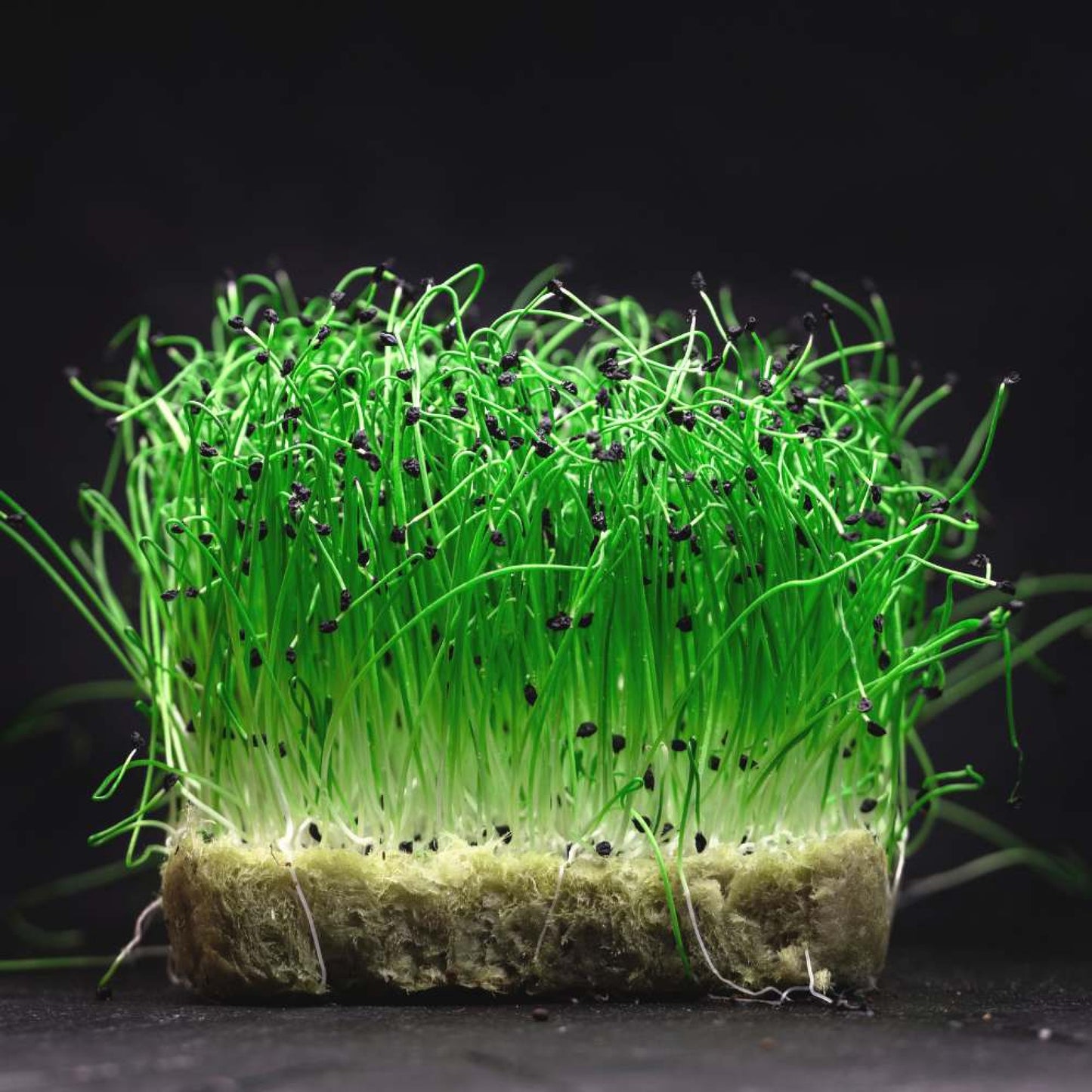 Onion Microgreens Organic Seeds | Non-GMO | Grow Your Own Super Salad