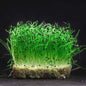 Onion Microgreens Organic Seeds | Non-GMO | Grow Your Own Super Salad