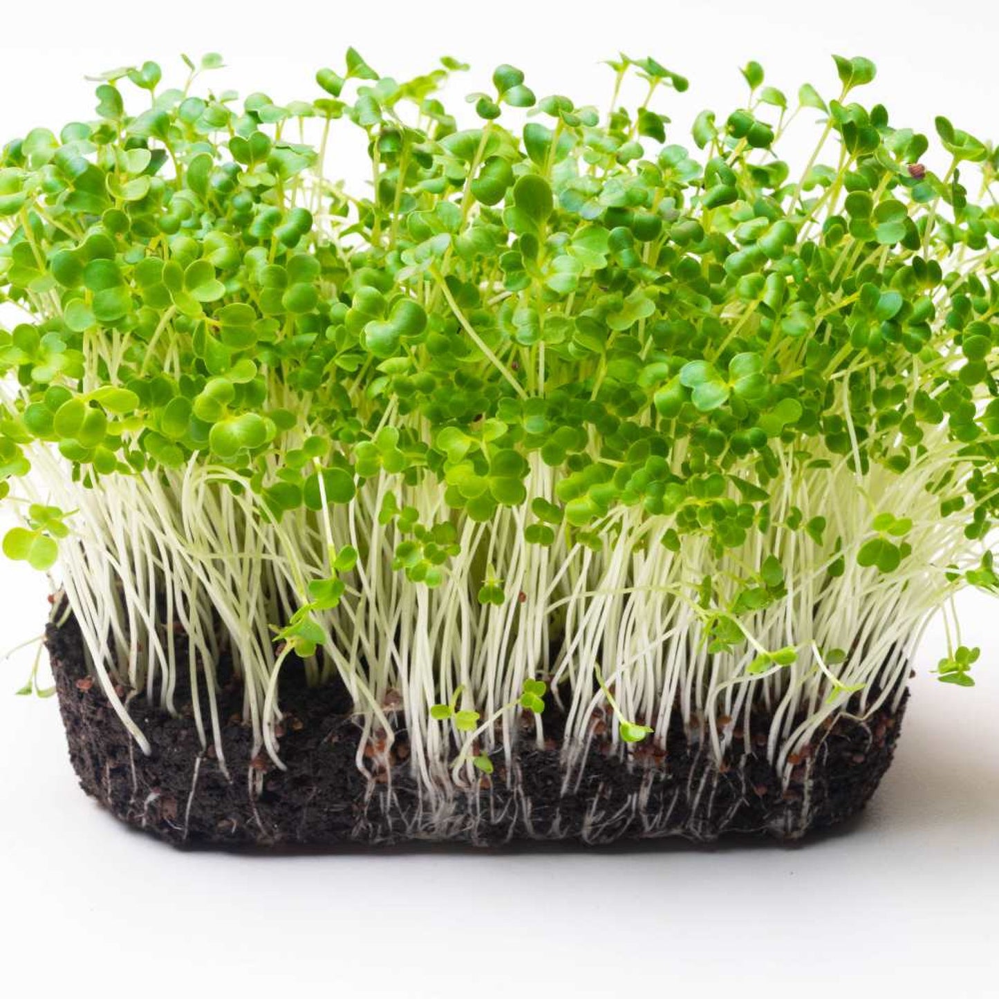 Pak Choi Microgreens Seeds | Super Salad Greens | Easy to Grow Indoors