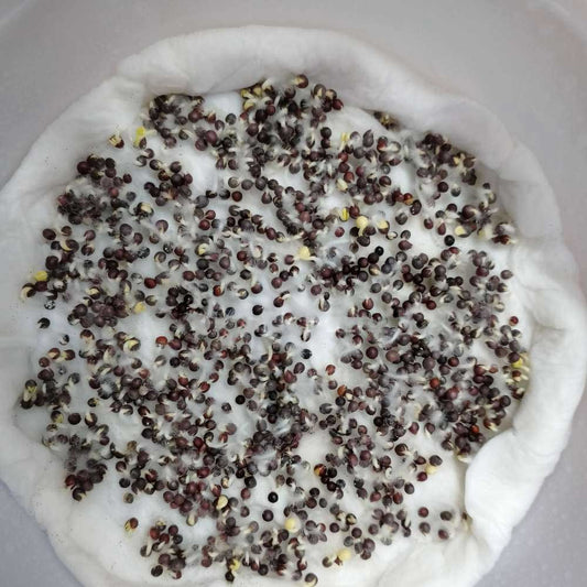 Pak Choi Microgreens Seeds | Super Salad Greens | Easy to Grow Indoors