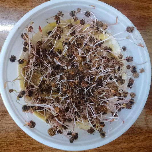 Spinach Organic Microgreen Seeds | Nutrient-Rich | Easy-to-Grow Superfood