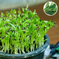 Spinach Organic Microgreen Seeds | Nutrient-Rich | Easy-to-Grow Superfood