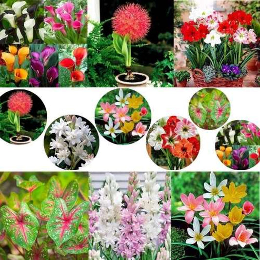 Exotic Flower Bulbs Combo | 6 Variety | Calla Lily, Football Lily, Amar Lily, Rain Lily, Caladium & Tuberose (2 Bulbs Each)