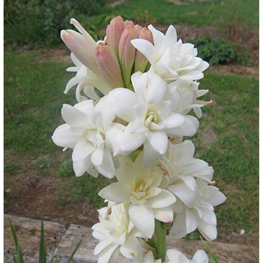 Rajnigandha / Tuberose Healthy Fragrant Flower Bulbs (1 Pc)