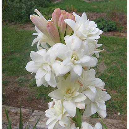 Tuberose Rajni Gandha Bulbs – Pack of 20