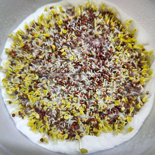 Turnip Microgreen Seeds | Easy to Grow Indoors | Grow Your Own Super Salad