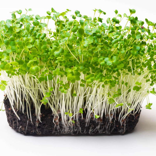 Turnip Microgreen Seeds | Easy to Grow Indoors | Grow Your Own Super Salad