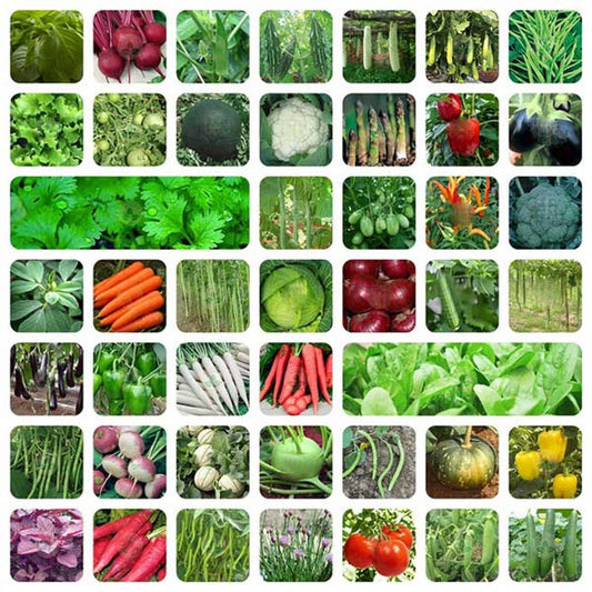 Indian Vegetable Seeds Mega Combo Pack | 45+ Different Varieties | ताजा सब्जियों के बीज | Non-GMO | Fresh Harvested