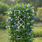 Blue and white Aprajita butterfly pea flowers growing on a green vine