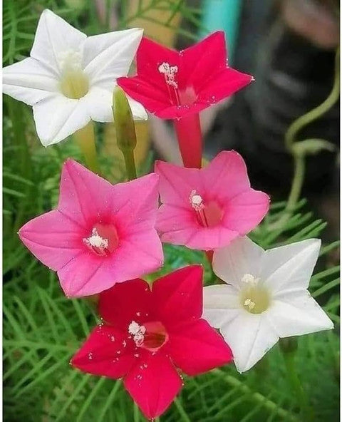 Cyprus Vine Mix Color Flower Seeds | Pack of 10 Seeds