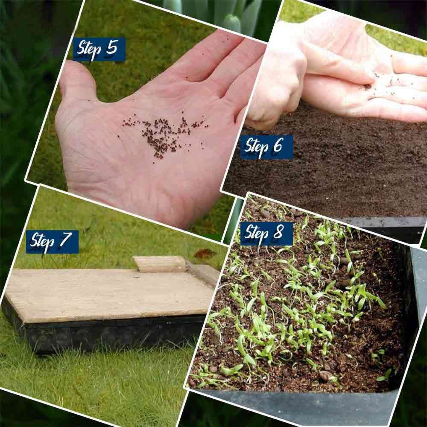 Organic Herb Seeds Combo Pack – 5 Varieties (Super Mint, Tulsi, Basil, Ashwagandha, Rocket)