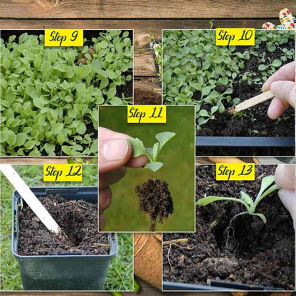 Organic Herb Seeds Combo Pack – 5 Varieties (Super Mint, Tulsi, Basil, Ashwagandha, Rocket)