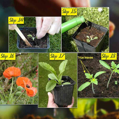 Organic Herb Seeds Combo Pack – 5 Varieties (Super Mint, Tulsi, Basil, Ashwagandha, Rocket)