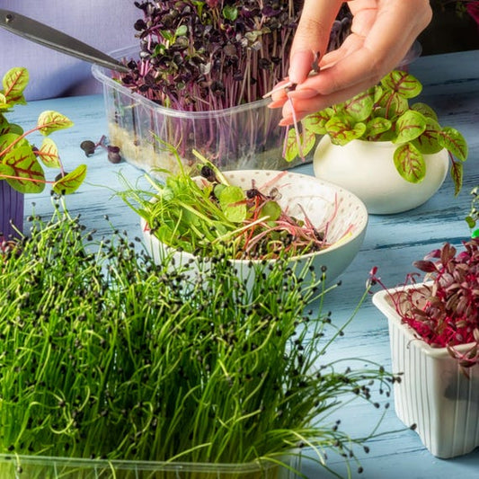 Cauliflower Microgreen Seeds | Easy to Grow Indoors | Grow Your Own Super Salad