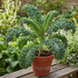 Fresh kale plant with large dark green curly leaves growing in a pot in a natural garden setting
