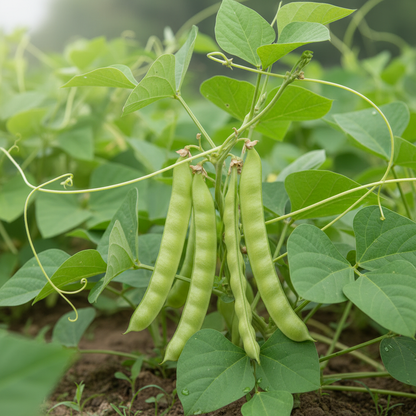 Fresh cowpea lobia bean pods growing on a plant in a natural garden setting