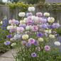 Sweet Sultan Mixed Color Plant with Tall Fragrant Feathery Blooms in Garden