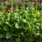Fresh vibrant green mustard sarso saag leaves growing in a kitchen garden bed