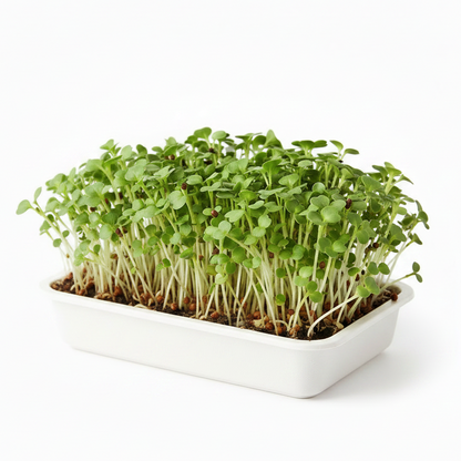 Fresh organic mustard microgreens growing in a tray, vibrant green tender sprouts