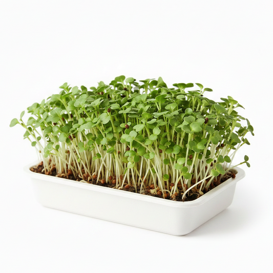 Fresh organic mustard microgreens growing in a tray, vibrant green tender sprouts