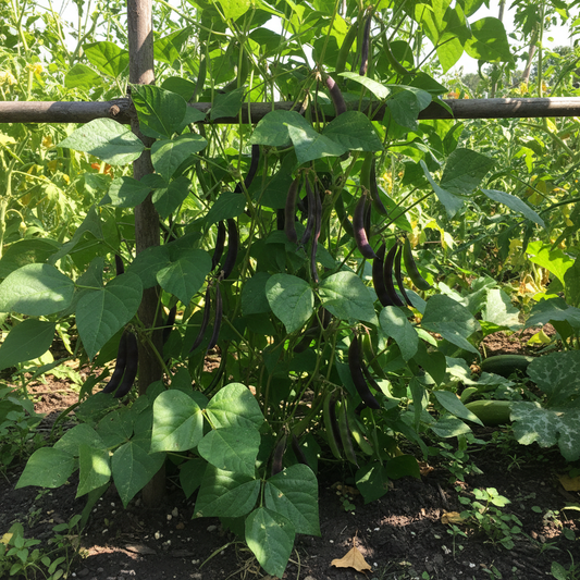 Black Bean plant growing in garden with pods