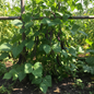 Black Bean plant growing in garden with pods