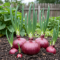 Fresh red onions growing in soil with green shoots in a natural garden setting