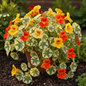 Nasturtium Alaska Mixed Color Plant with Variegated Foliage and Vibrant Blooms