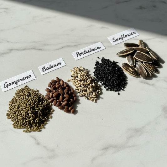 Summer Flower Seeds Combo - Seeds Close-up Flat Lay