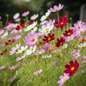 Cosmos mixed color flowers in pink, white, red and crimson blooming in a cottage garden