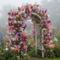 Sweet Pea Spencer Mixed Color Climbing Plant on Garden Trellis in Full Bloom