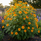 Tithonia Mexican Sunflower Orange Blooms in Garden