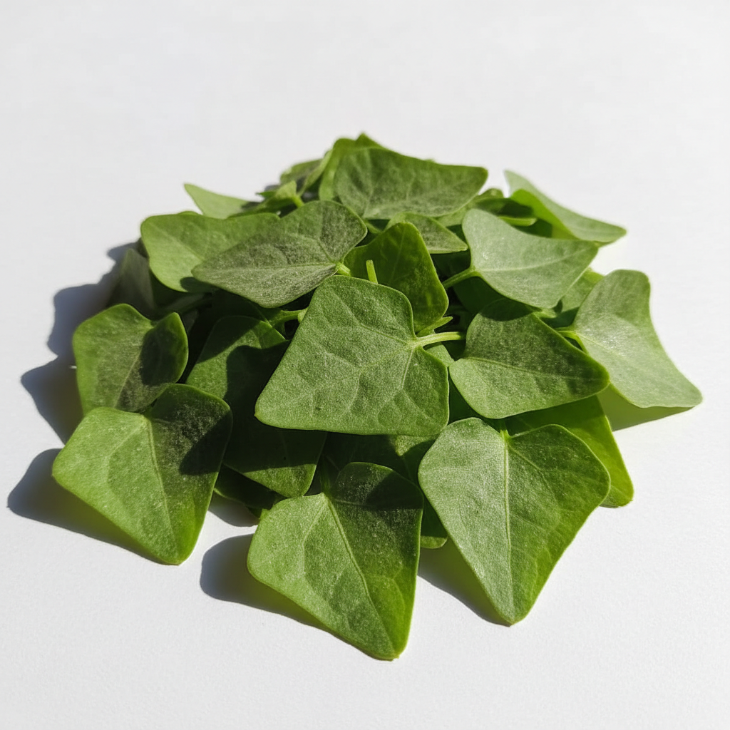 Fresh tender green bathua saag chenopodium leaves with distinctive diamond shape and subtle white powdery coating