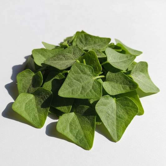 Fresh tender green bathua saag chenopodium leaves with distinctive diamond shape and subtle white powdery coating