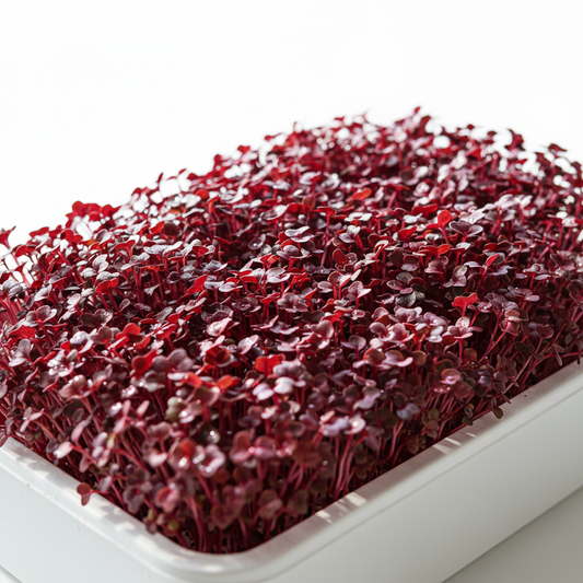 Red Amaranth Microgreens Seeds - Easy to Grow at Home Super Salad