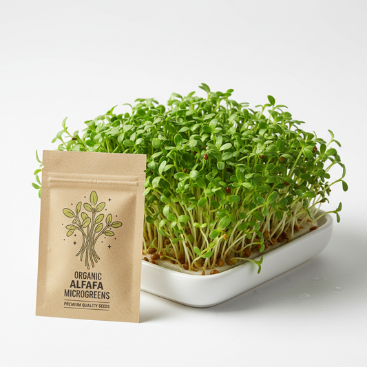 Alfalfa Microgreen Seeds - Superfood Sprouts Easy to Grow Indoors