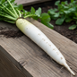 Long white desi mooli radish freshly harvested with green leafy tops on rustic wooden surface