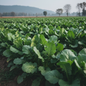 Fresh mustard sarson saag plant with lush dark green leaves growing in a natural winter garden setting