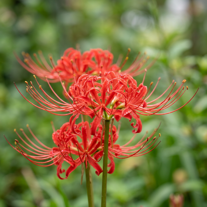 AI-generated close-up illustration of red Lycoris flowers with curled petals and long stamens.