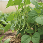 Fresh green French bean pods growing on a plant in a natural garden setting
