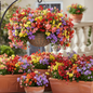 Nemesia flowers growing in hanging baskets and containers on a sunny balcony in mixed colors