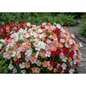 Godetia Satin Flower Plant in Full Bloom in Garden