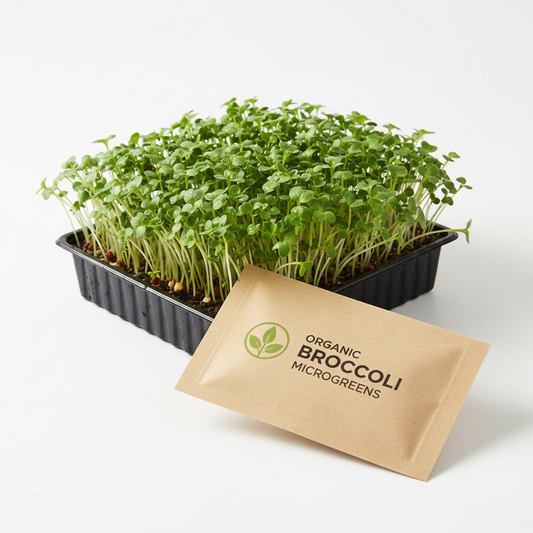Broccoli Microgreens Seeds Non-GMO with Growing Instructions