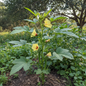 Bhindi Okra plant growing in garden with yellow flowers and pods