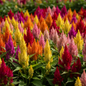 Celosia Plumosa mixed color feathery plume flowers in red, yellow, orange, pink and purple
