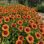 Vibrant Gaillardia blanket flowers blooming in garden